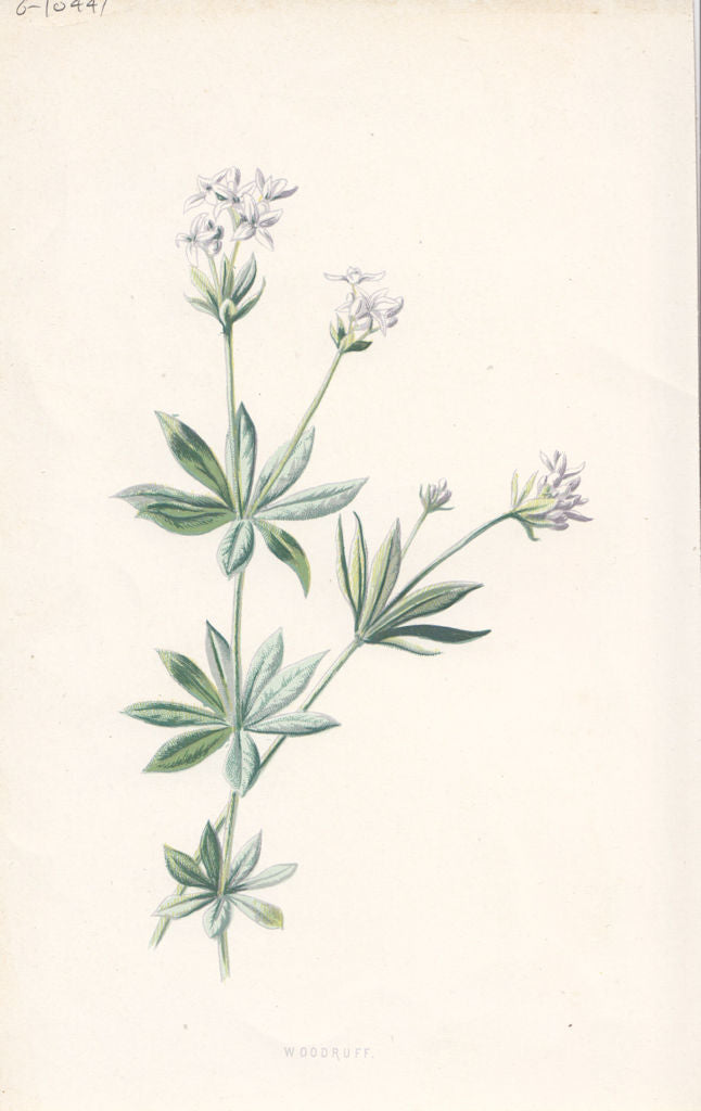 FLOWERS. Woodruff c1895 old antique vintage print picture